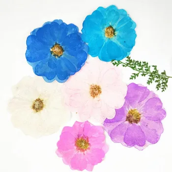 60pcs Pressitud Kuivatatud, Värvitud Rosa Chinensis Lill Taimede Herbaarium Ehted Järjehoidja Postkaart Telefoni Juhul kutsekaardile, mis on DIY